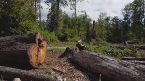 Best Hazardous Tree Removal  in Combined Locks, WI