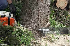 Best Commercial Tree Services  in Combined Locks, WI