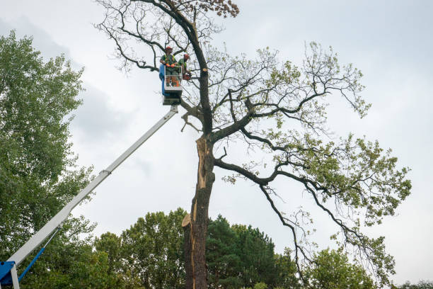 Best Palm Tree Trimming  in Combined Locks, WI