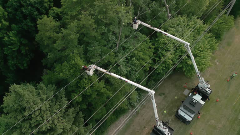 Best Tree Cabling and Bracing  in Combined Locks, WI