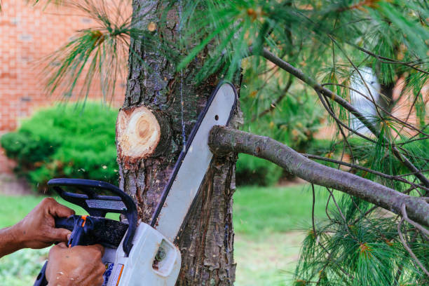 Best Hedge Trimming  in Combined Locks, WI